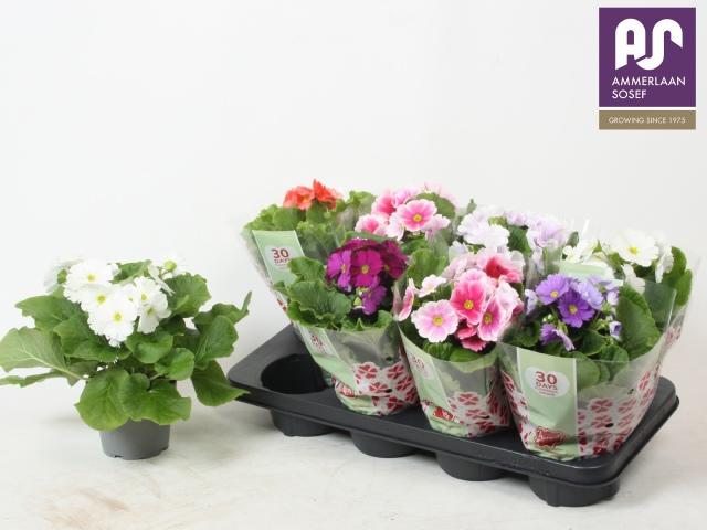 Горшечные цветы и растения оптом Prim Ob Tm Gem от 8шт из Голландии с доставкой по России