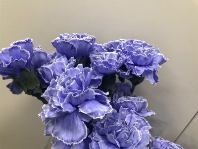 Срезанные цветы оптом Dianthus st paint lilac от 80шт из Голландии с доставкой по России