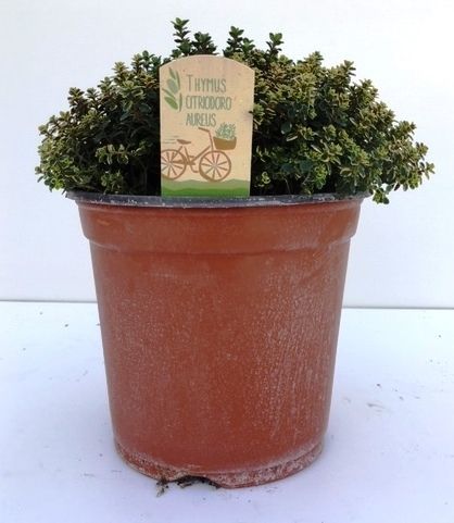 Горшечные цветы и растения оптом Thymus Citriodorus Aureus от 1шт из Голландии с доставкой по России