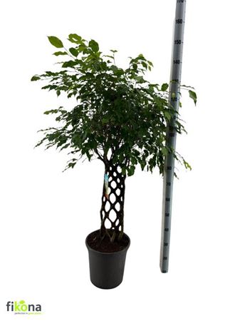 Горшечные цветы и растения оптом Fic Be Bizondere Vor Gevlochten Mat от 1шт из Голландии с доставкой по России