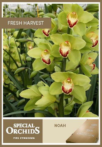 Срезанные цветы оптом Cymbidium green noah от 8шт.. из Голландии с доставкой по России