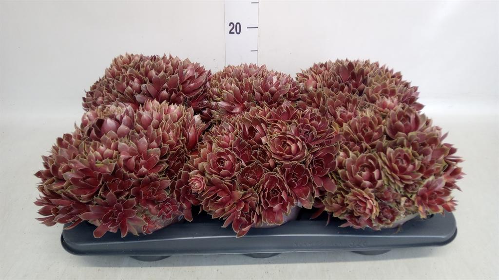 Горшечные цветы и растения оптом Sempervivum Tectorum от 6шт из Голландии с доставкой по России