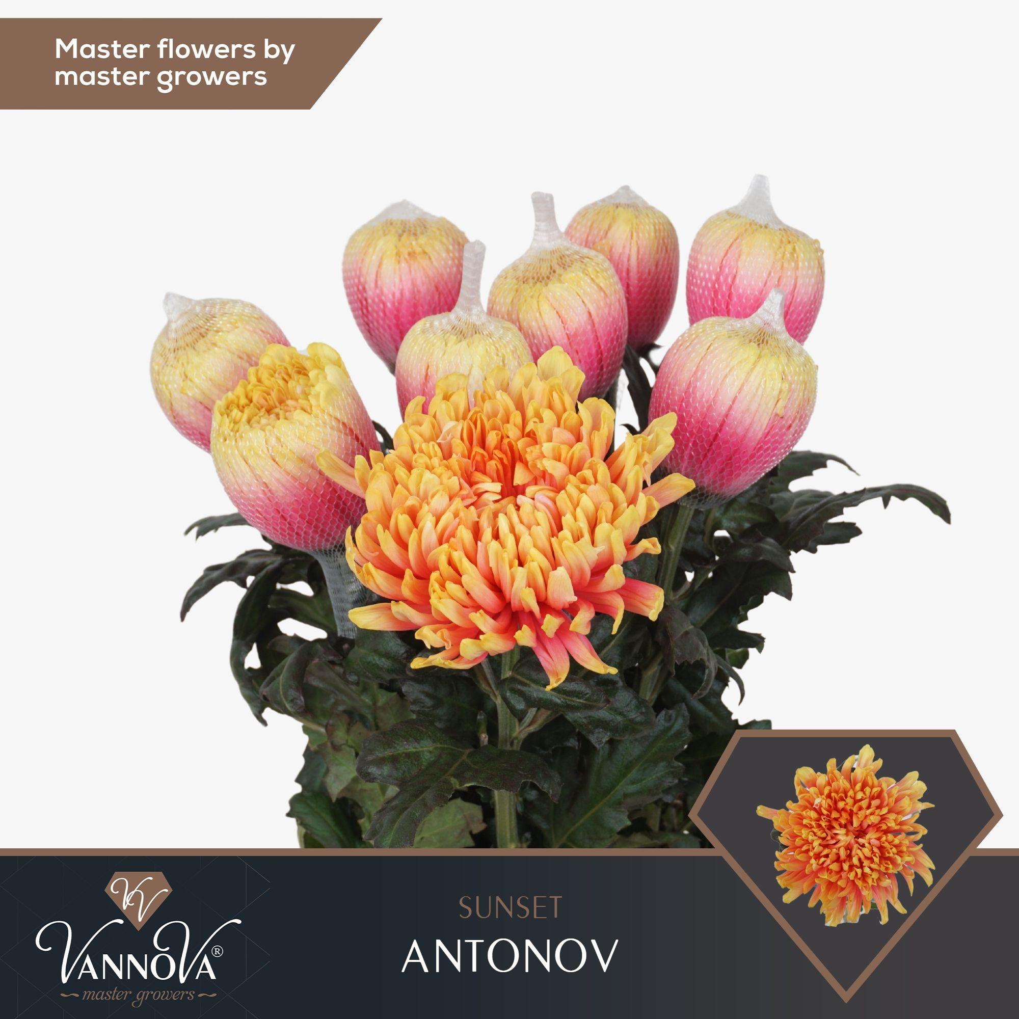 Срезанные цветы оптом Chrys bl paint antonov sunset от 120шт из Голландии с доставкой по России