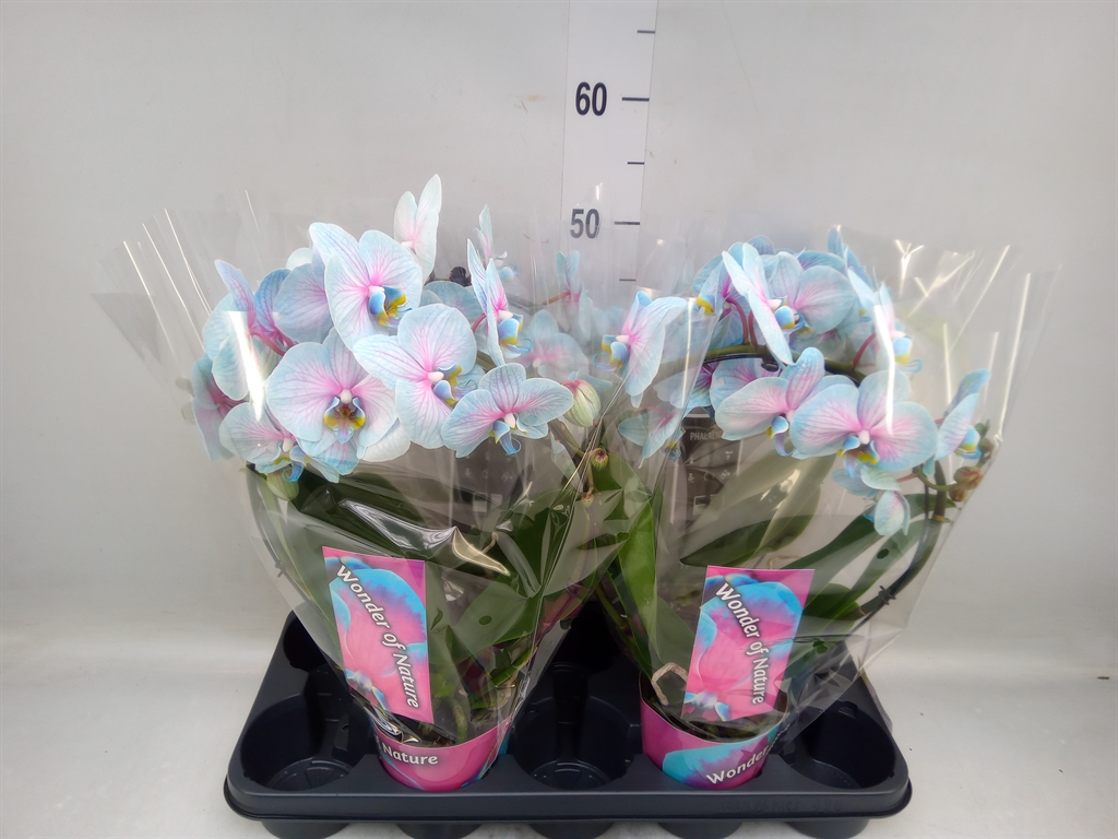 Горшечные цветы и растения оптом Phalaenopsis   ... от 4шт' из Голландии с доставкой по России