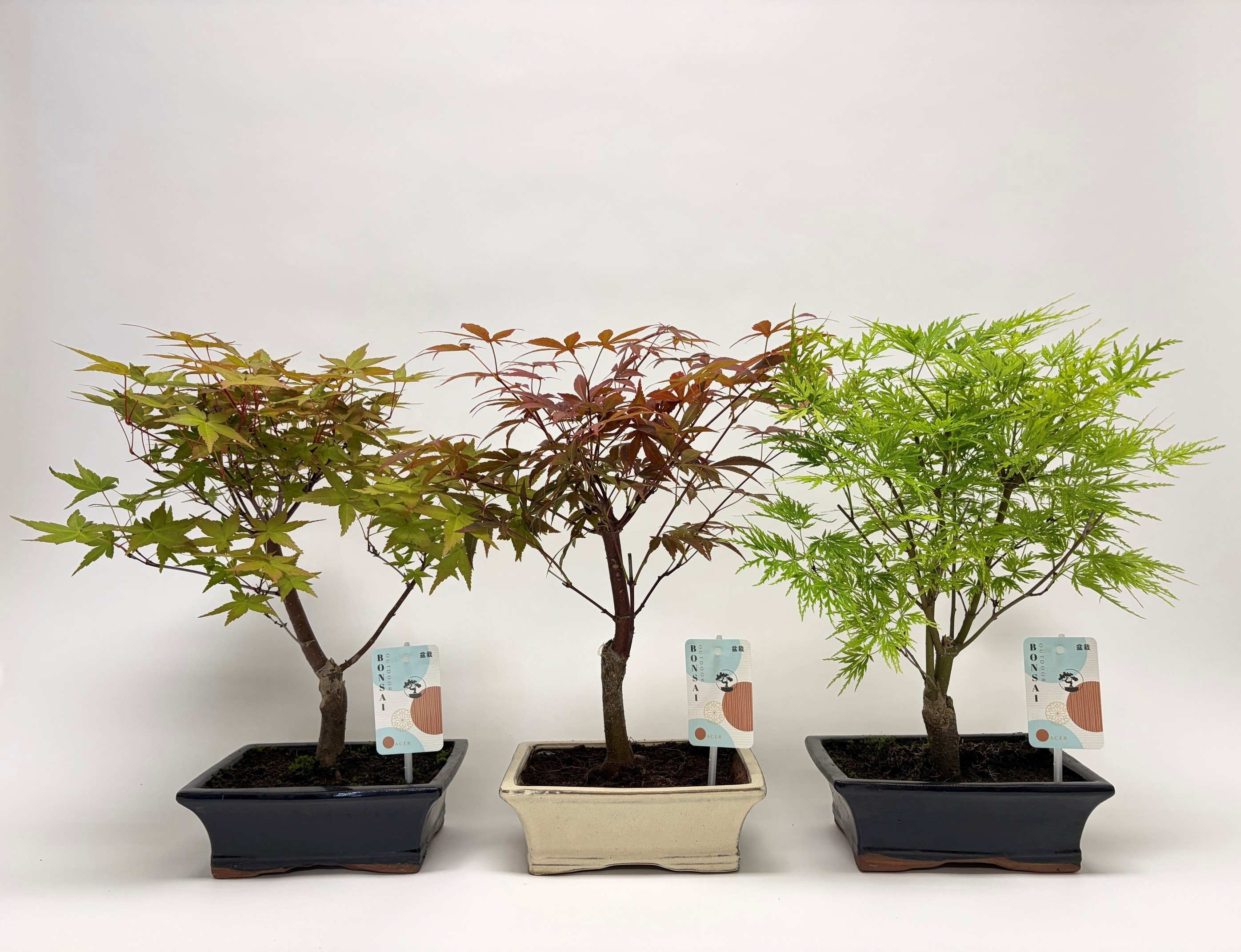 Горшечные цветы и растения оптом Bonsai Mix Landscape от 5шт из Голландии с доставкой по России