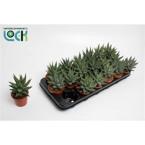 Горшечные цветы и растения оптом Haworthia Margaritifera от 12шт из Голландии с доставкой по России