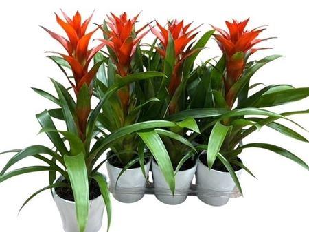 Горшечные цветы и растения оптом Guzm Ostara In Keramiek Pot от 6шт из Голландии с доставкой по России