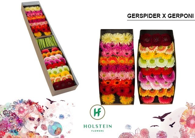 Срезанные цветы оптом Germini gerponi x gerspider mix от 60шт из Голландии с доставкой по России