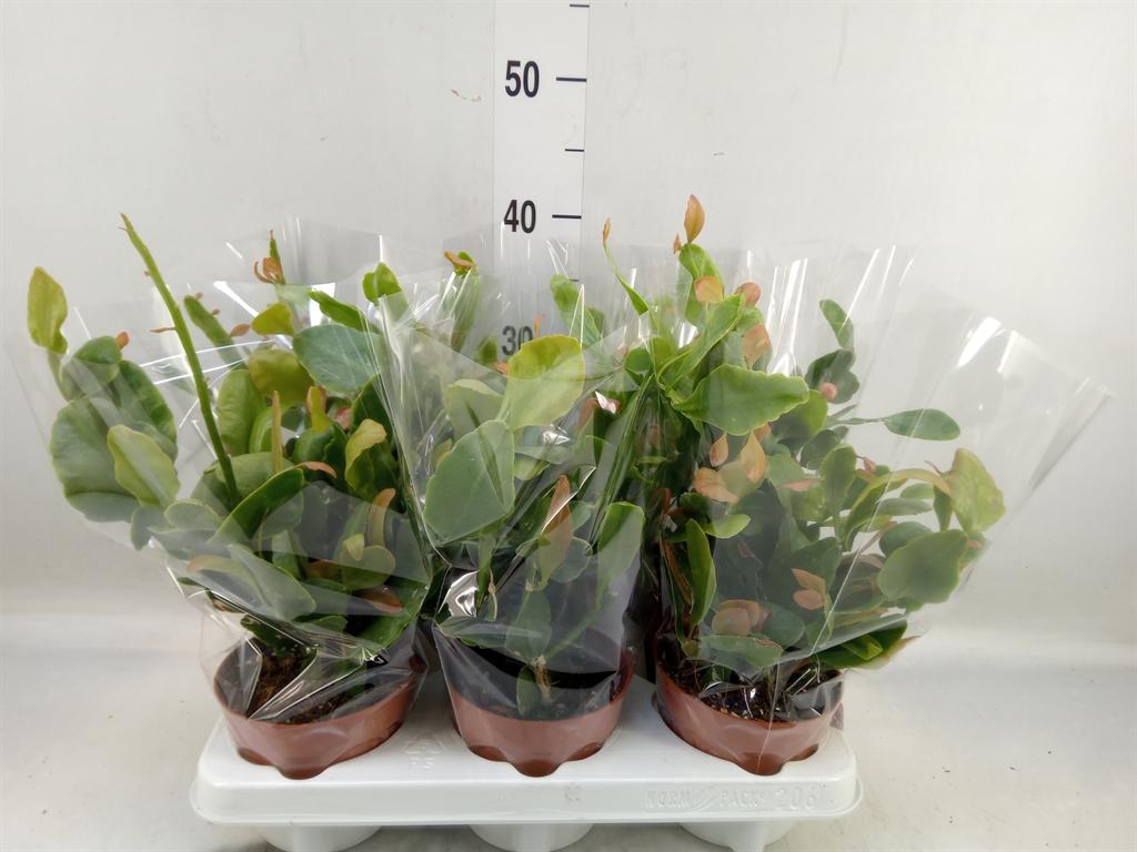 Горшечные цветы и растения оптом Rhipsalis   ... от 6шт из Голландии с доставкой по России