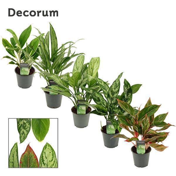 Горшечные цветы и растения оптом Aglaonema New Test (decorum) от 10шт из Голландии с доставкой по России