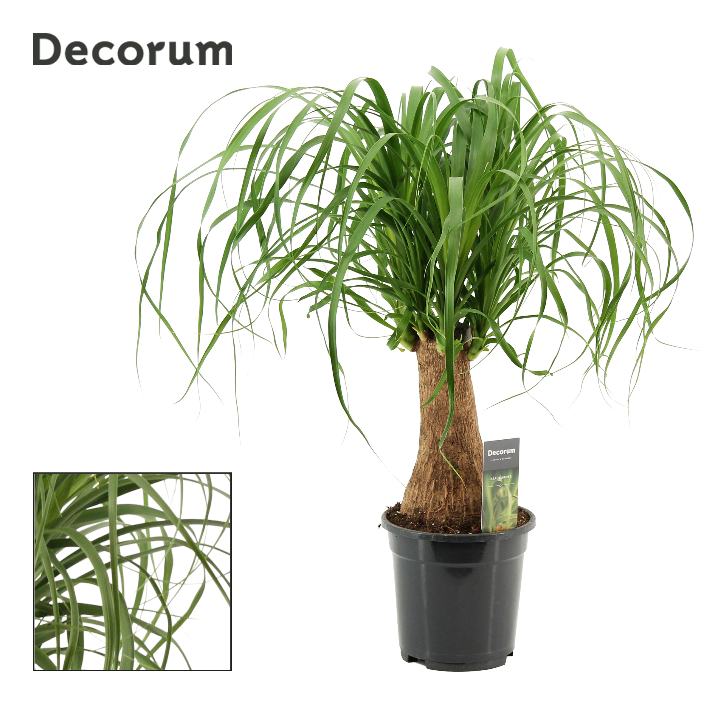 Горшечные цветы и растения оптом Beaucarnea On Stem (decorum) от 4шт из Голландии с доставкой по России