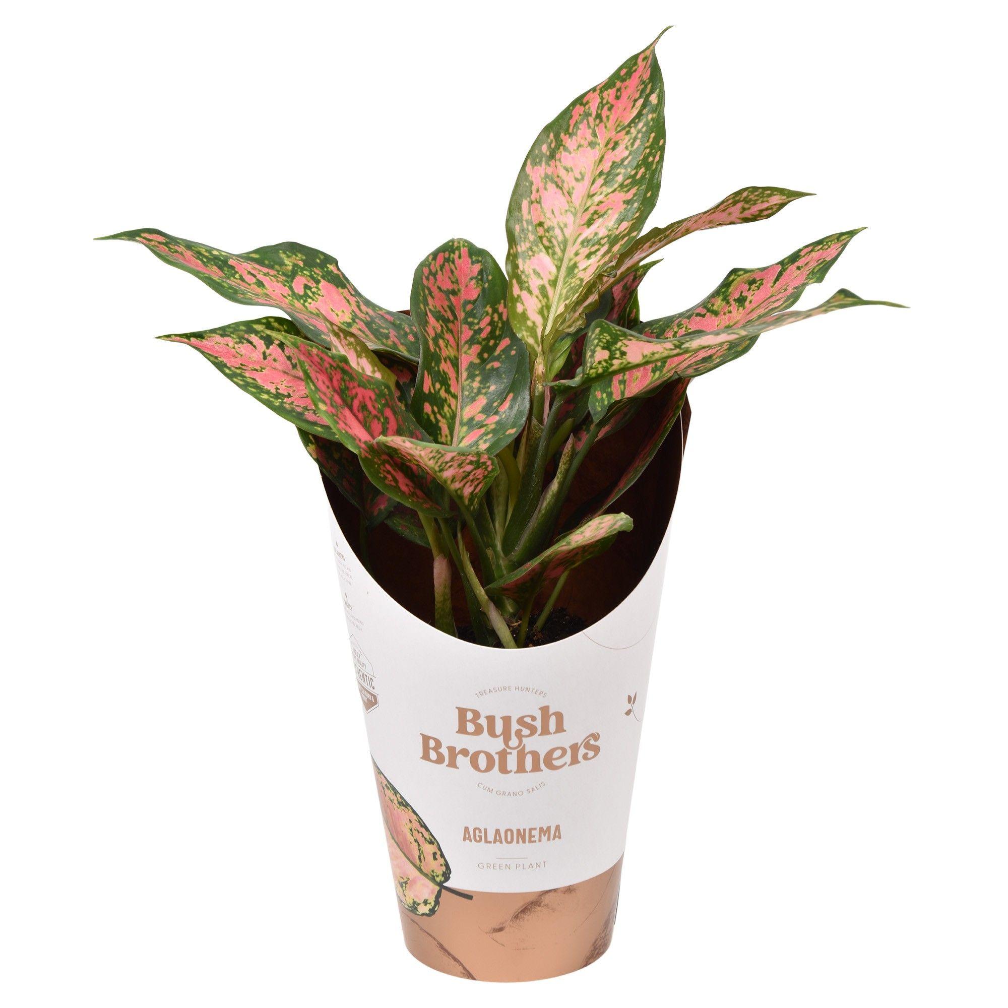 Горшечные цветы и растения оптом Aglaonema Point Star от 6шт из Голландии с доставкой по России