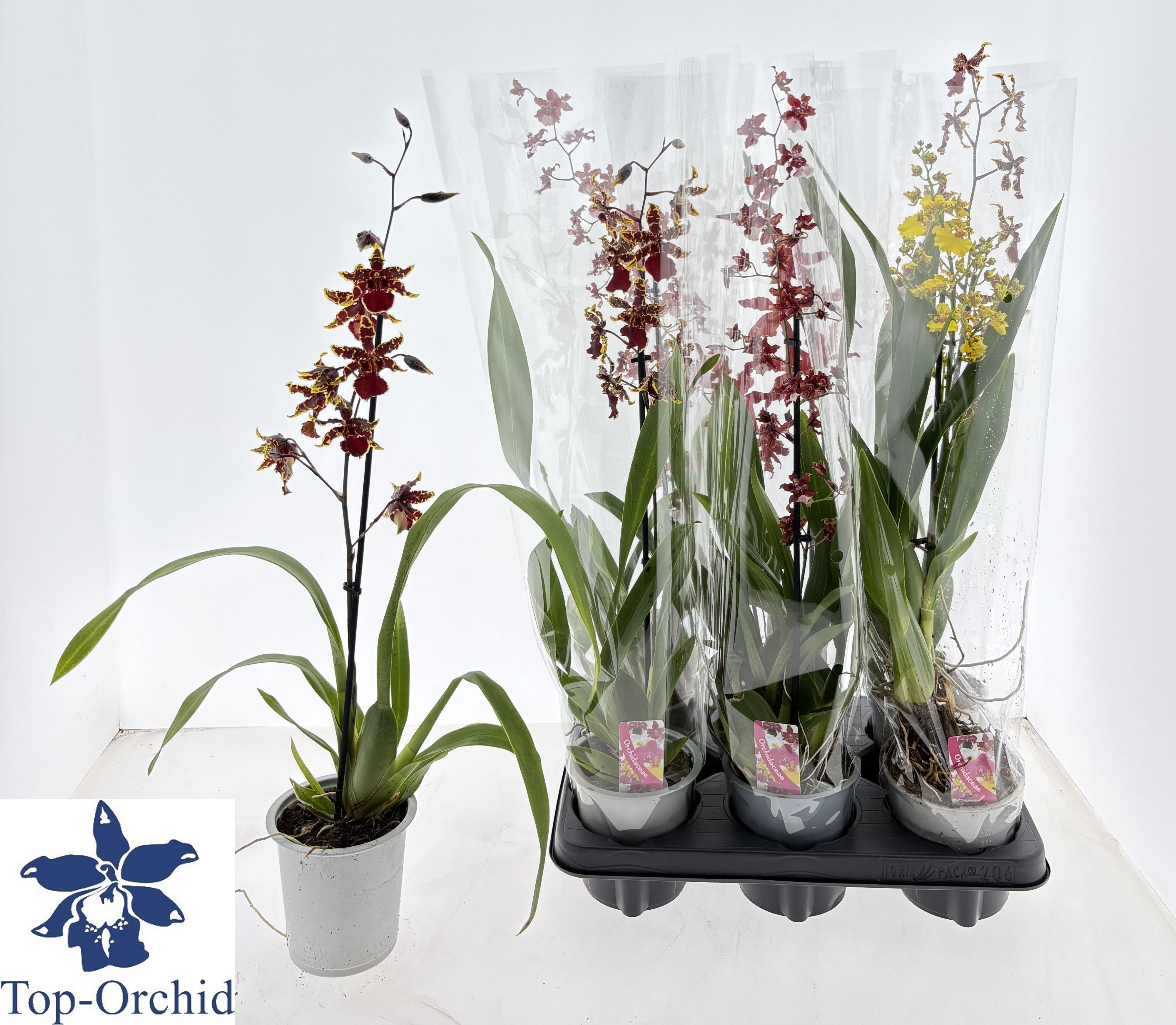 Горшечные цветы и растения оптом Cambria Grp Gem от 6шт из Голландии с доставкой по России