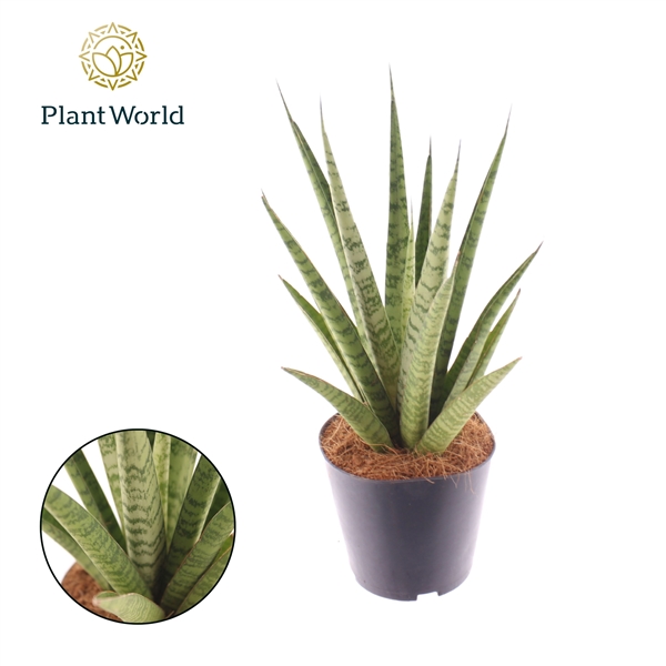 Горшечные цветы и растения оптом Sansevieria Trifciata Pineapple от 6шт из Голландии с доставкой по России