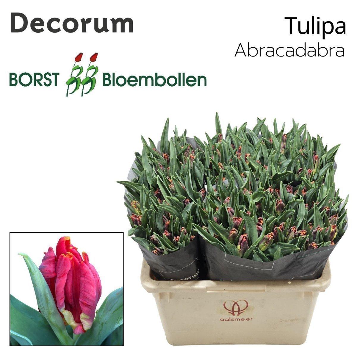 Срезанные цветы оптом Tulipa pa abracadabra от 150шт из Голландии с доставкой по России