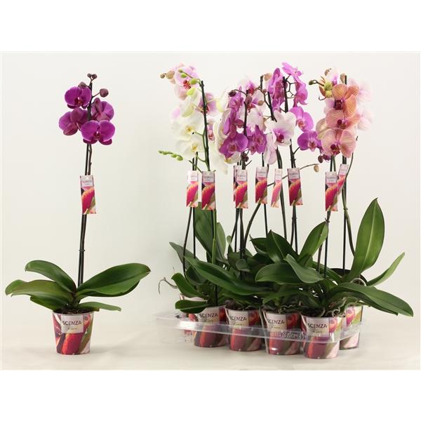 Горшечные цветы и растения оптом Phal 1st Mix 9+ Xxl Scenza (duijn-hove) от 10шт из Голландии с доставкой по России