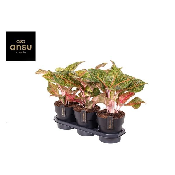 Горшечные цветы и растения оптом Aglaonema Samba Red от 3шт из Голландии с доставкой по России