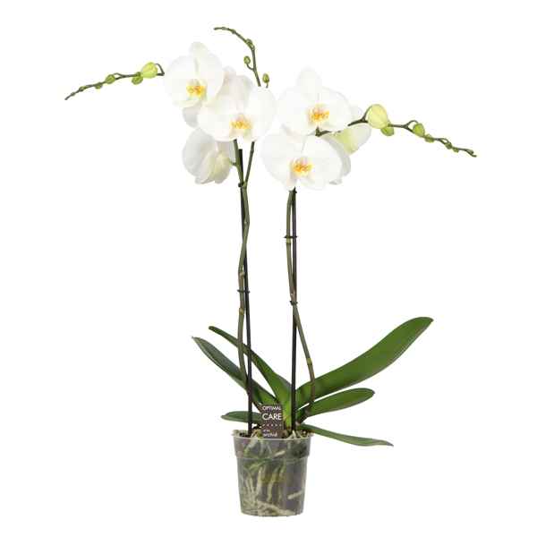 Горшечные цветы и растения оптом Phal 2st Funda White 18+ ( Opti ) от 10шт из Голландии с доставкой по России