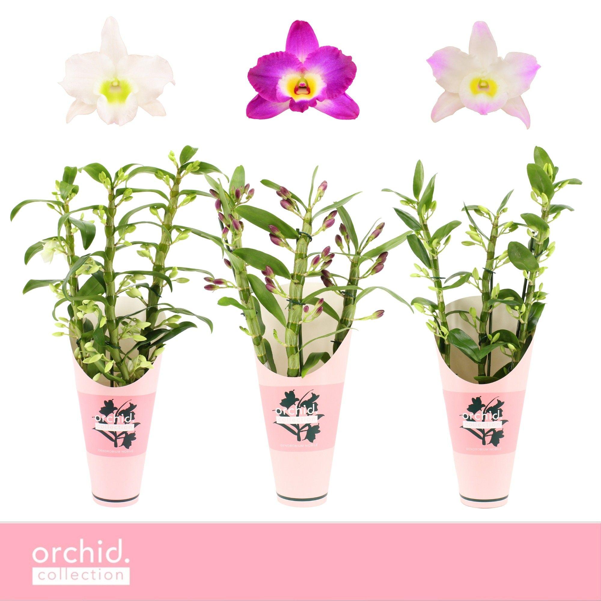 Горшечные цветы и растения оптом Dendr Nob 3st Mix Orchid Collection от 6шт из Голландии с доставкой по России