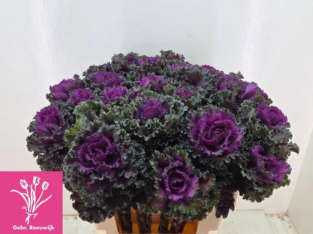 Срезанные цветы оптом Brassica crane ruffle red от 25шт из Голландии с доставкой по России