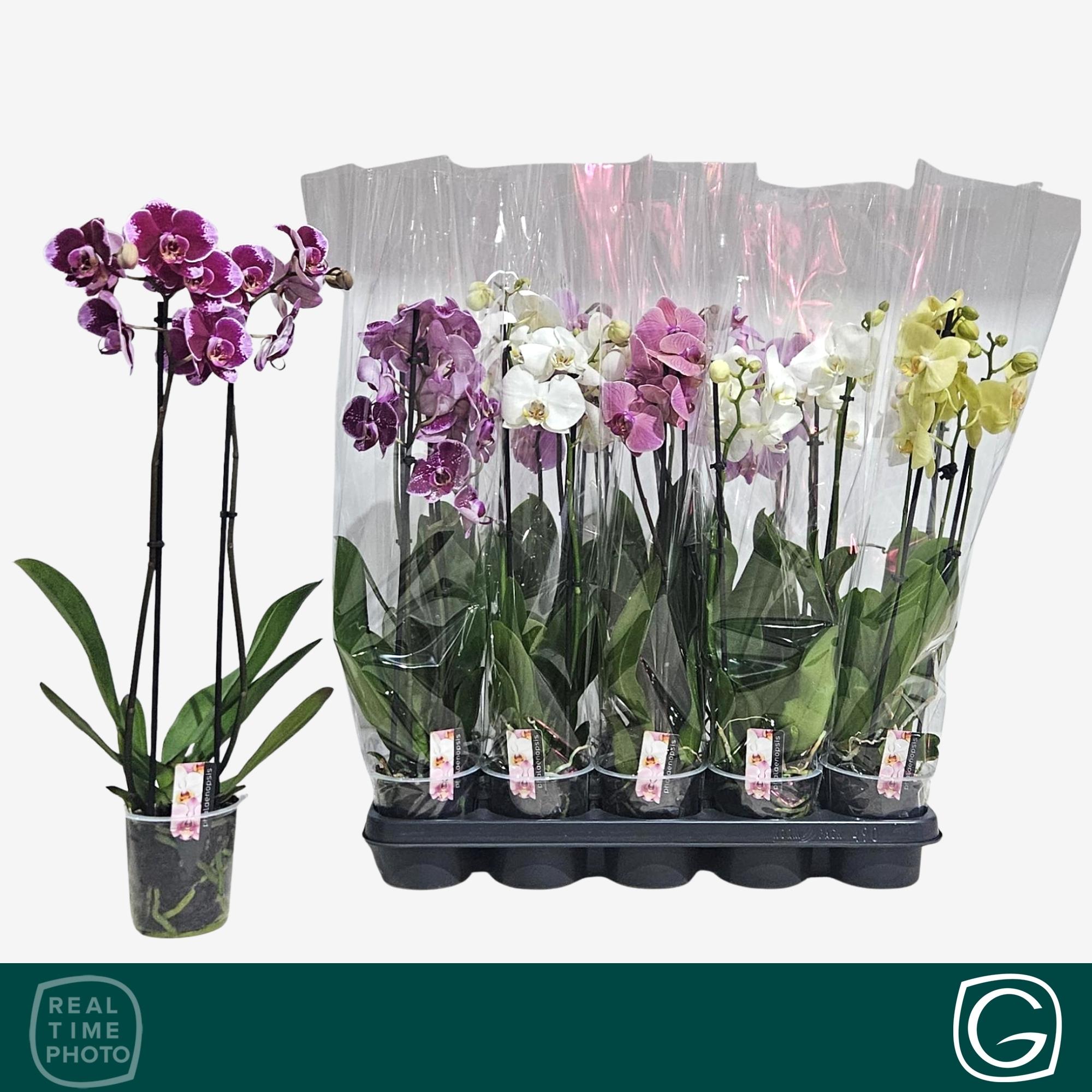 Горшечные цветы и растения оптом Phal Gem 4 Kl от 10шт из Голландии с доставкой по России