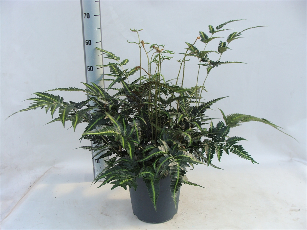 Горшечные цветы и растения оптом Asplenium от 1шт из Голландии с доставкой по России