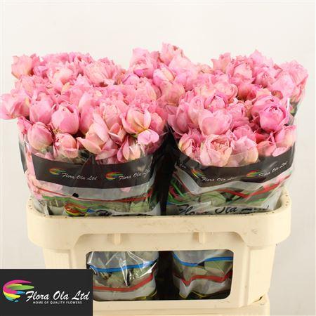 Срезанные цветы оптом Rosa spray julietta от 30шт из Голландии с доставкой по России