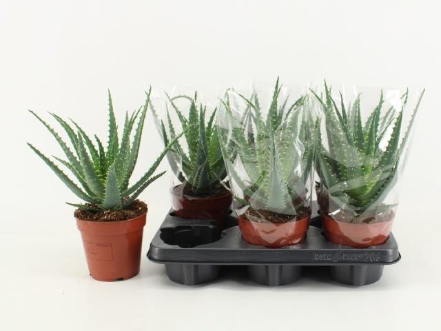 Горшечные цветы и растения оптом Aloe Arborescens от 6шт из Голландии с доставкой по России