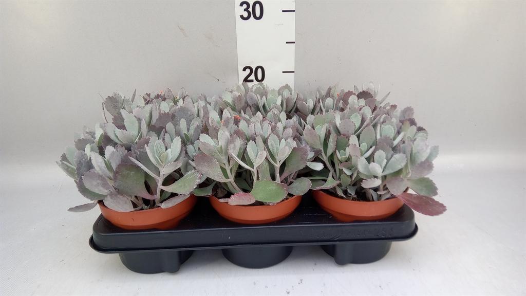 Горшечные цветы и растения оптом Kalanchoe Nf Pumila от 6шт из Голландии с доставкой по России