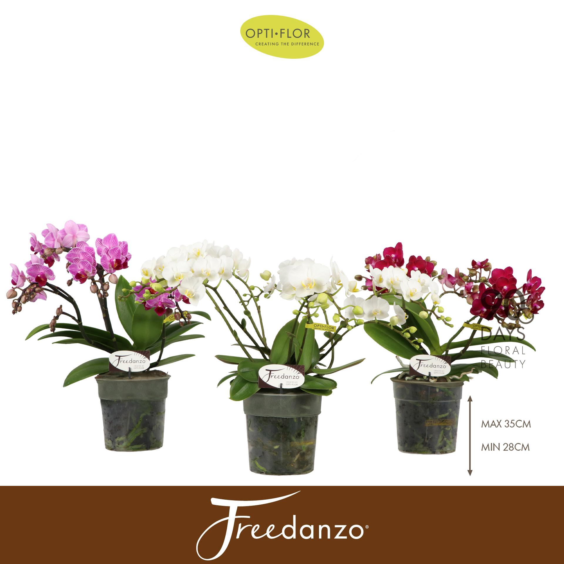 Горшечные цветы и растения оптом Phal Freedanzo Songbird Mix 30+ (opti) от 6шт из Голландии с доставкой по России