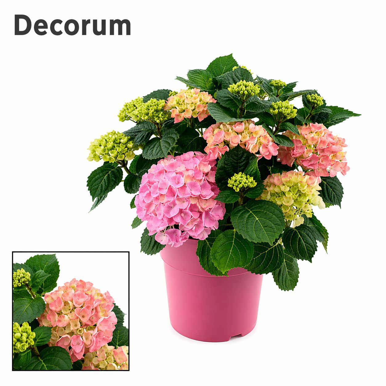 Горшечные цветы и растения оптом Hydrangea Bol Pink 10 - 15 Kop In Gekleurde Sierpo от 1шт из Голландии с доставкой по России