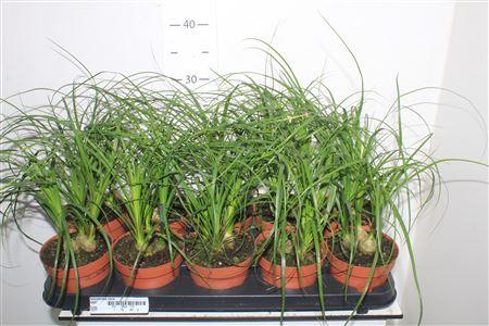 Горшечные цветы и растения оптом Beaucarnea Recur от 10шт из Голландии с доставкой по России