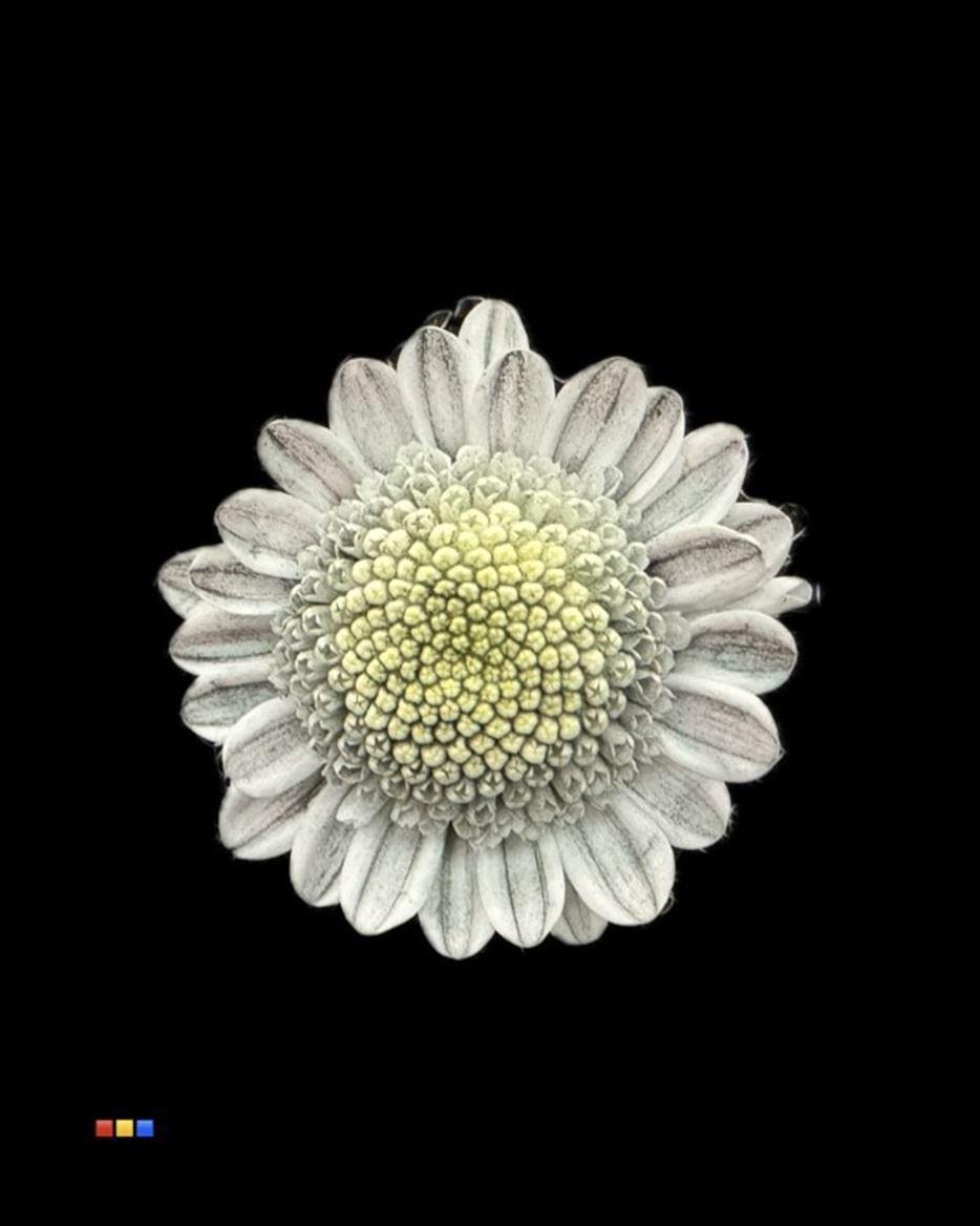 Срезанные цветы оптом Chrys sp paint stallion dusty grey от 60шт из Голландии с доставкой по России