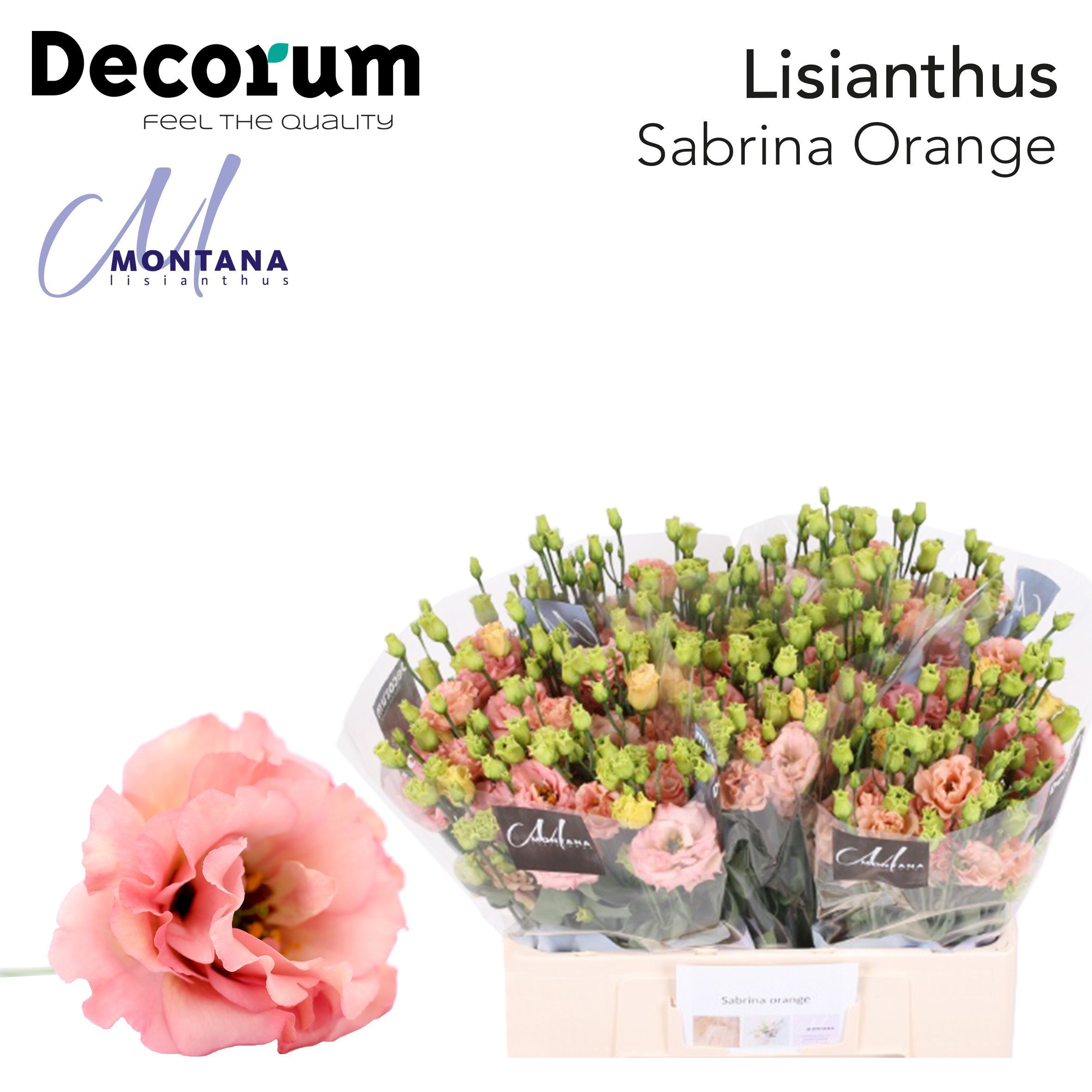 Срезанные цветы оптом Lisianthus do sabrina orange от 50шт из Голландии с доставкой по России