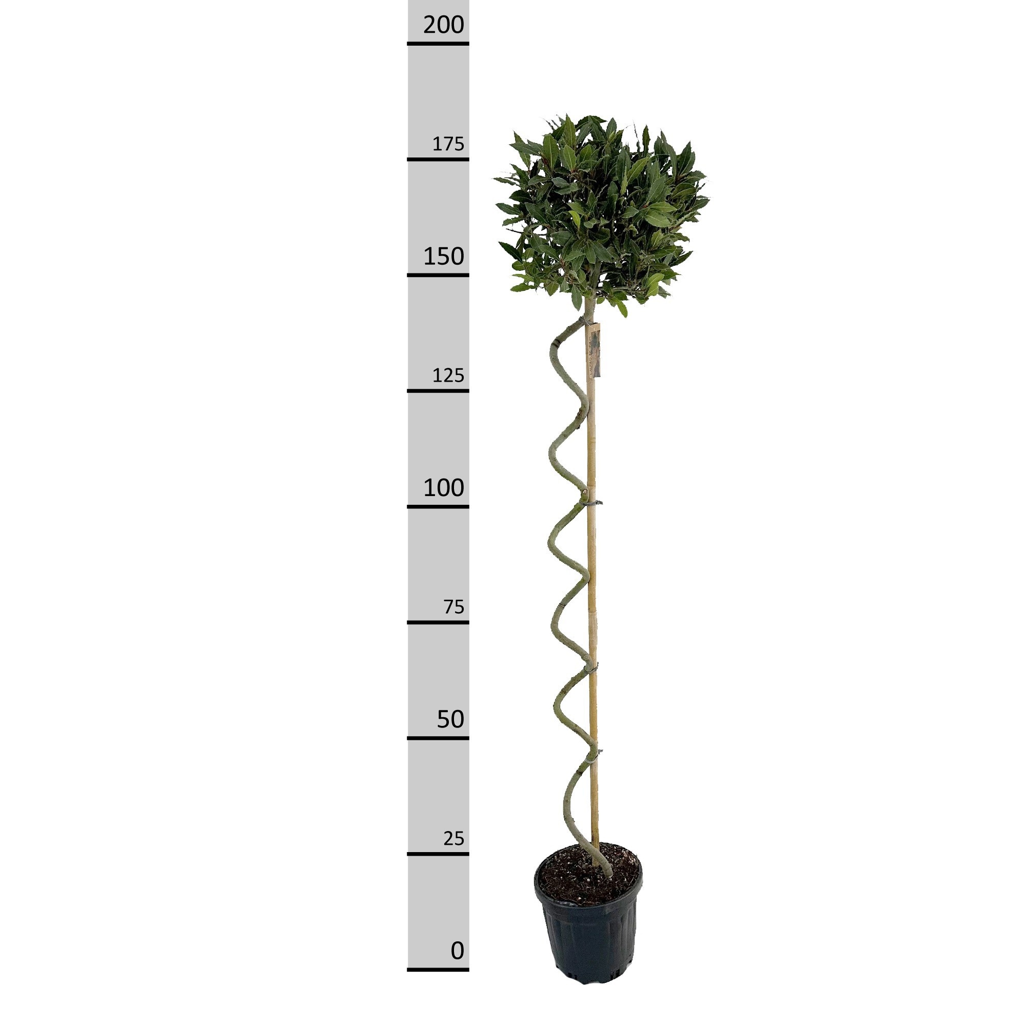 Горшечные цветы и растения оптом Lau Nobilis от 1шт из Голландии с доставкой по России