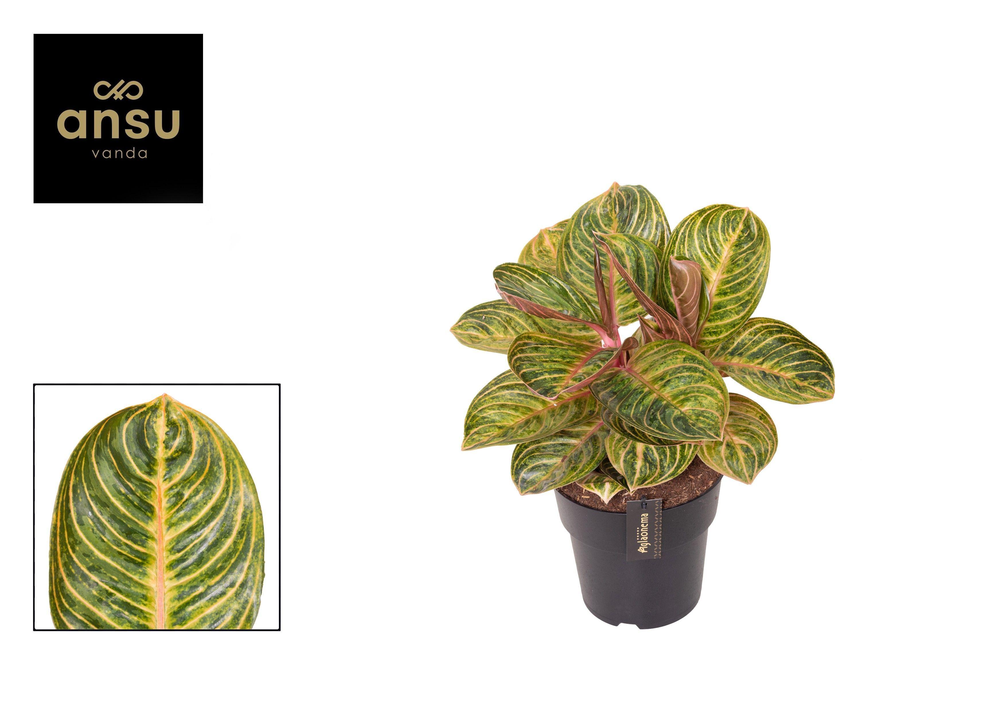 Горшечные цветы и растения оптом Aglaonema Tourmaline Gold от 3шт из Голландии с доставкой по России