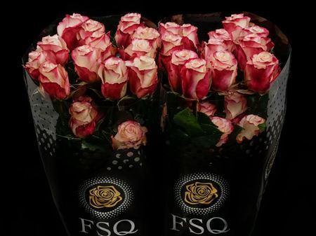 Срезанные цветы оптом Rosa ec sweetnesse от 40шт из Голландии с доставкой по России