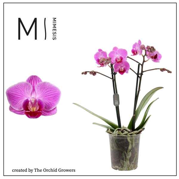 Горшечные цветы и растения оптом Phal 2st Vienna 16+ (orchid Growers) от 12шт из Голландии с доставкой по России