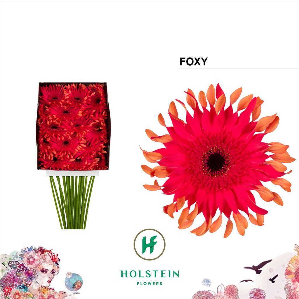 Срезанные цветы оптом Gerbera diamond gerpasta foxy от 15шт из Голландии с доставкой по России