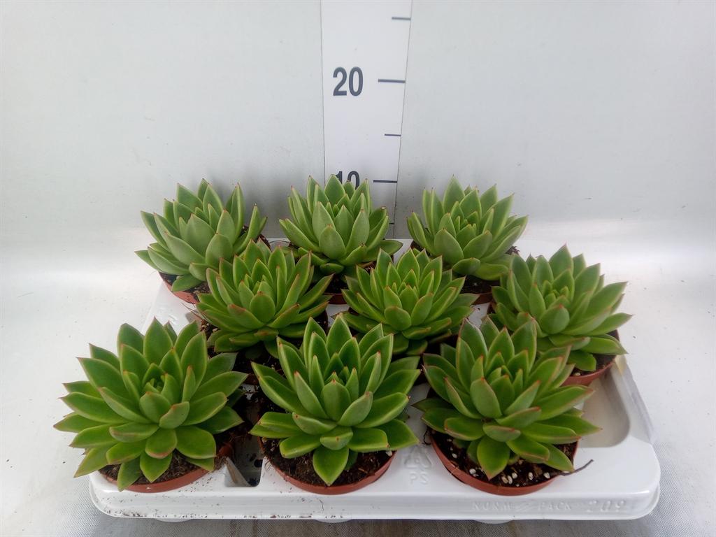 Горшечные цветы и растения оптом Echeveria Agavoides от 9шт из Голландии с доставкой по России