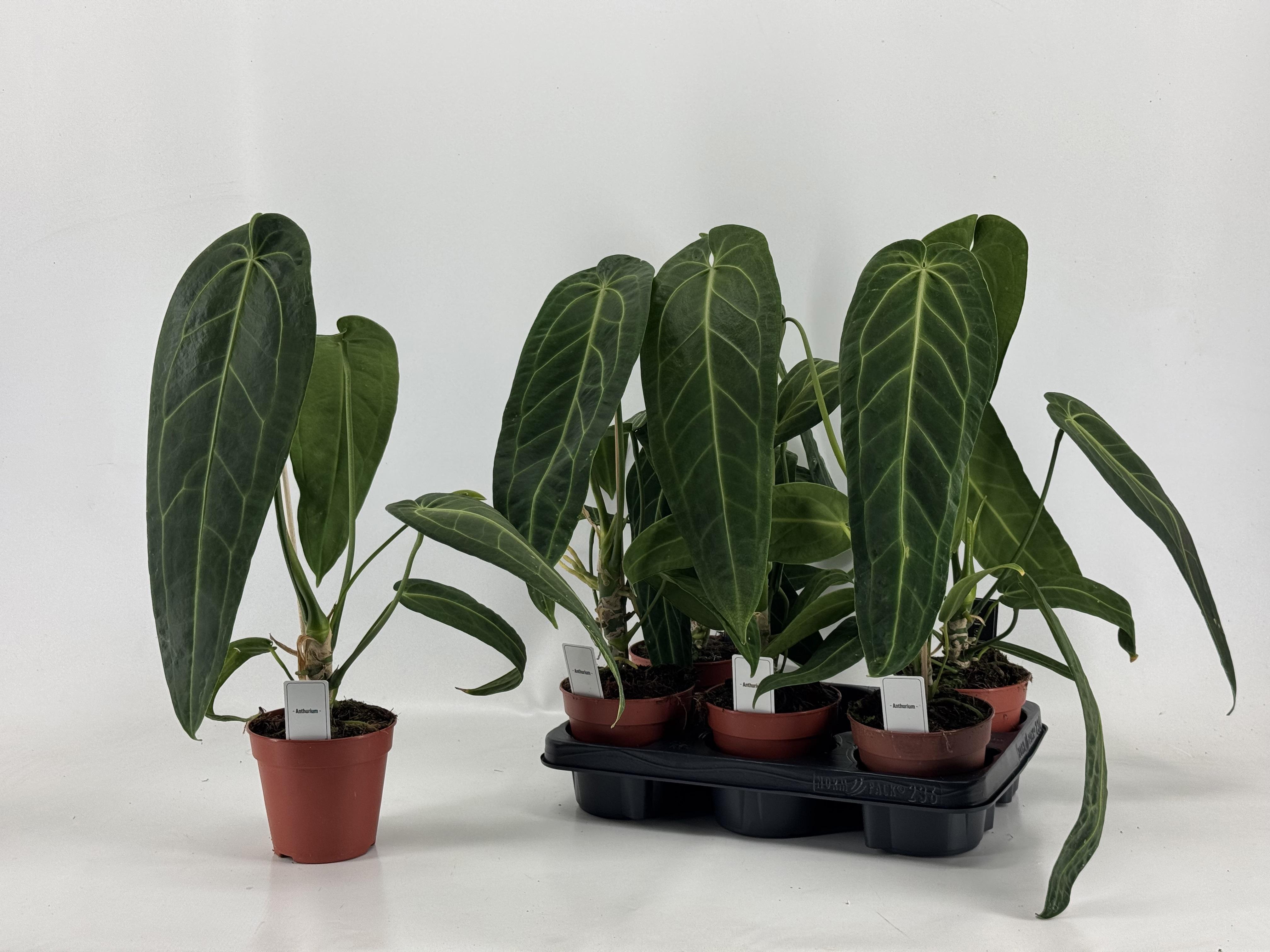 Горшечные цветы и растения оптом Anthu Ov от 6шт из Голландии с доставкой по России