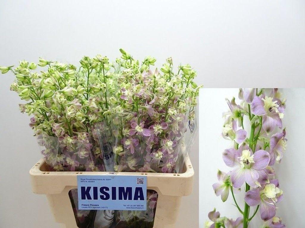Срезанные цветы оптом Delphinium si trick pink от 40шт из Голландии с доставкой по России