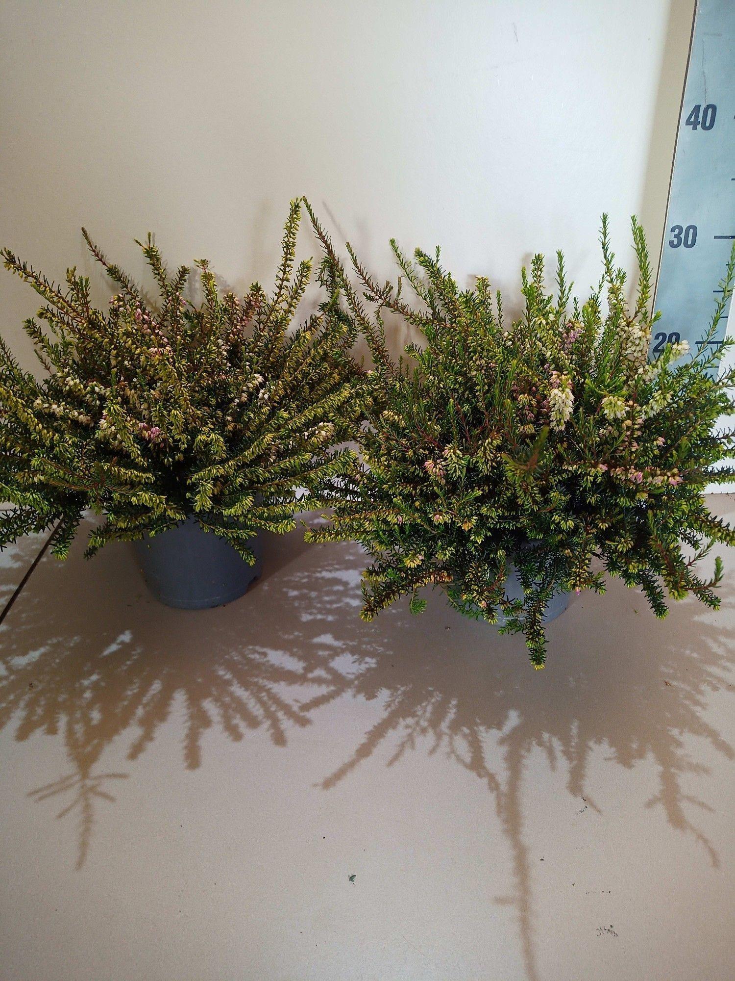 Горшечные цветы и растения оптом Erica Dar. Trio от 6шт из Голландии с доставкой по России