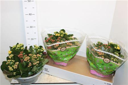 Горшечные цветы и растения оптом Kal Ge Gemengd In Pot от 3шт из Голландии с доставкой по России