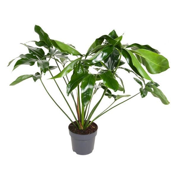 Горшечные цветы и растения оптом Philodendron Green Wonder от 1шт из Голландии с доставкой по России