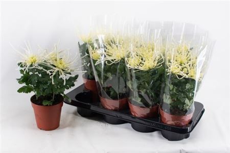 Горшечные цветы и растения оптом Chrys Firewo Cream от 8шт из Голландии с доставкой по России