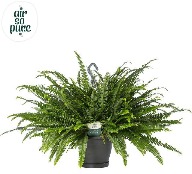 Горшечные цветы и растения оптом Nephrolepsis Green Lady Hangpot от 2шт из Голландии с доставкой по России