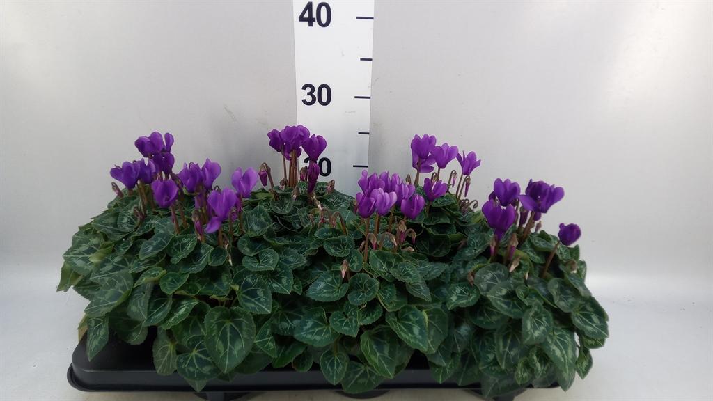 Горшечные цветы и растения оптом Cyclamen Kl dragon от 6шт (для телеги) из Голландии с доставкой по России