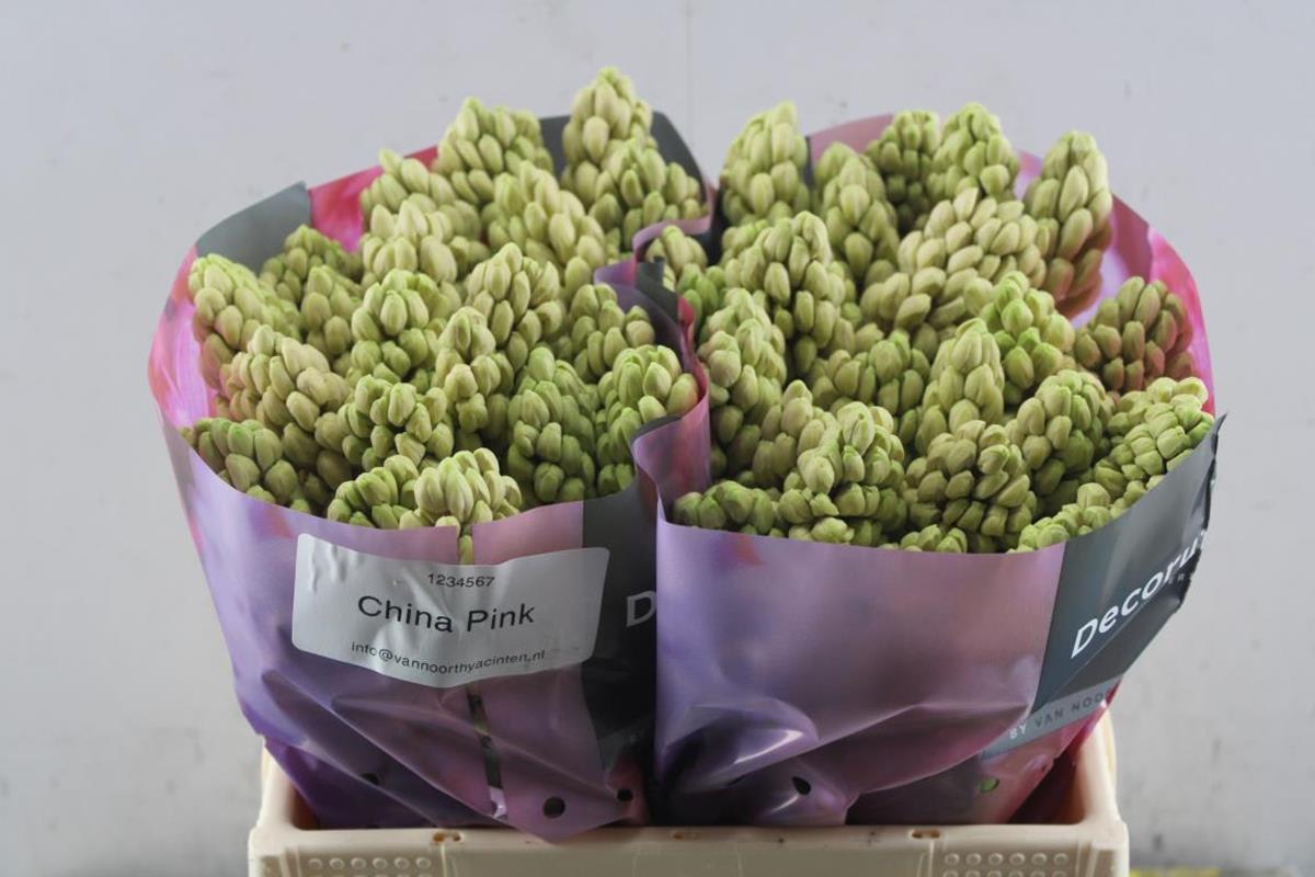 Срезанные цветы оптом Hyacinthus china pink от 50шт из Голландии с доставкой по России