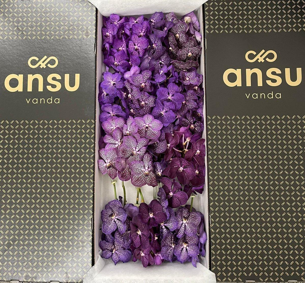Срезанные цветы оптом Vanda mix purple per stem от 4шт.. из Голландии с доставкой по России